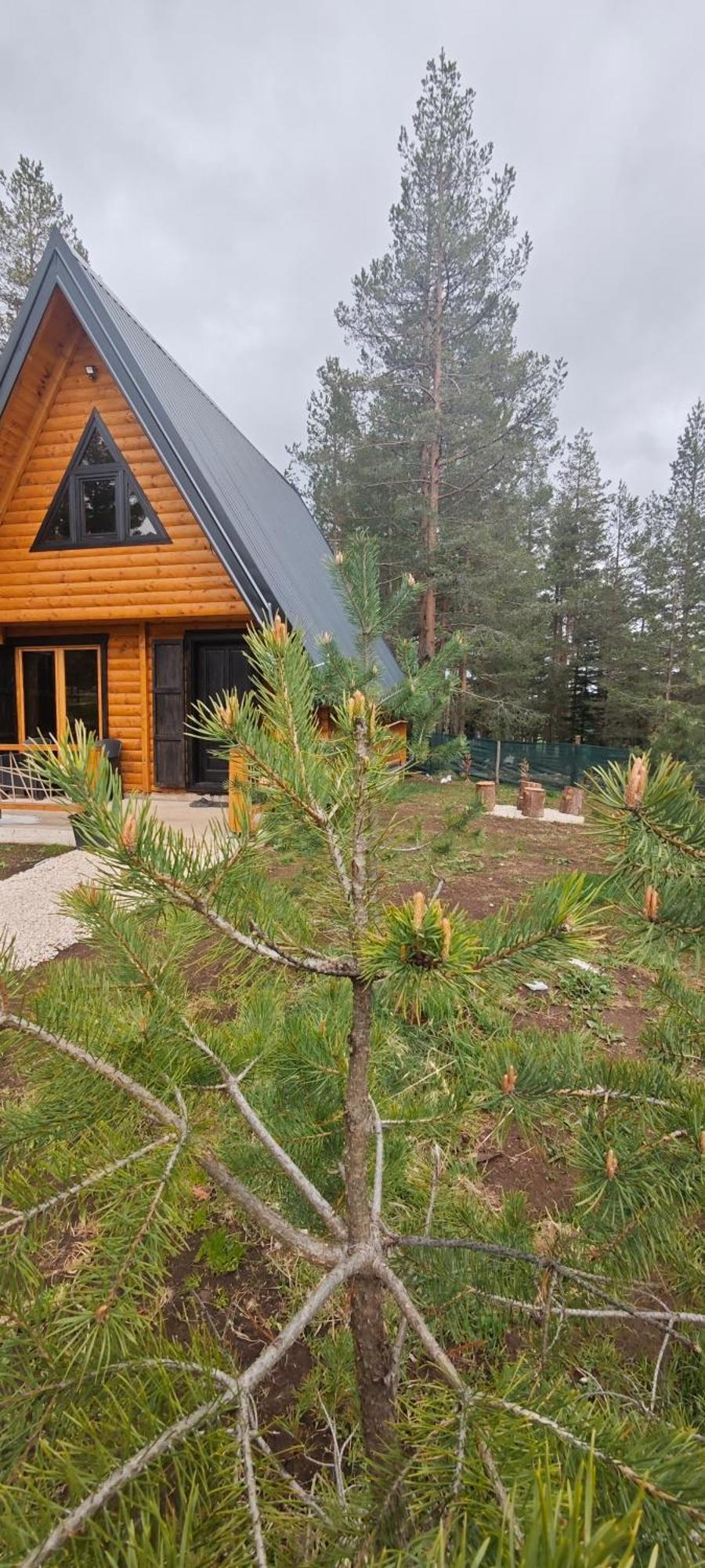 Pine Forest-White Žabljak Eksteriør bilde